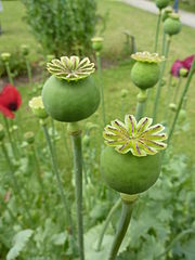 Vainas de semillas de adormidera