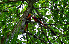 Guacamayos escarlatas mezclados
