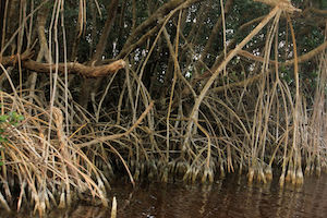 raíces de manglar