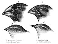 pinzones