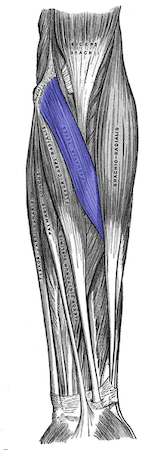 Compartimento anterior