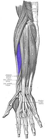 Compartimento posterior