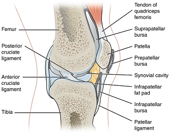 Imagen de bursas de rodilla. 