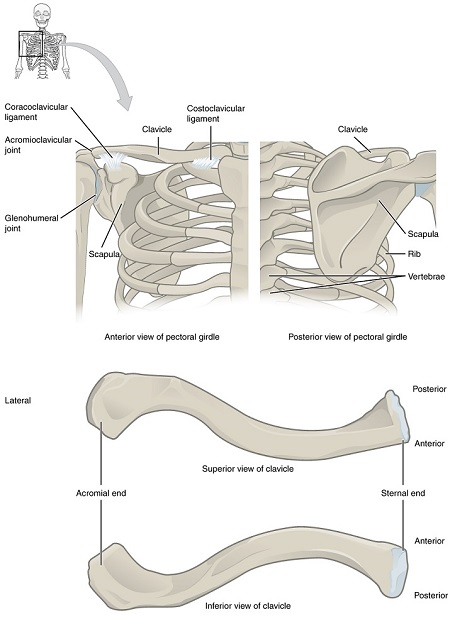 Faja pectoral