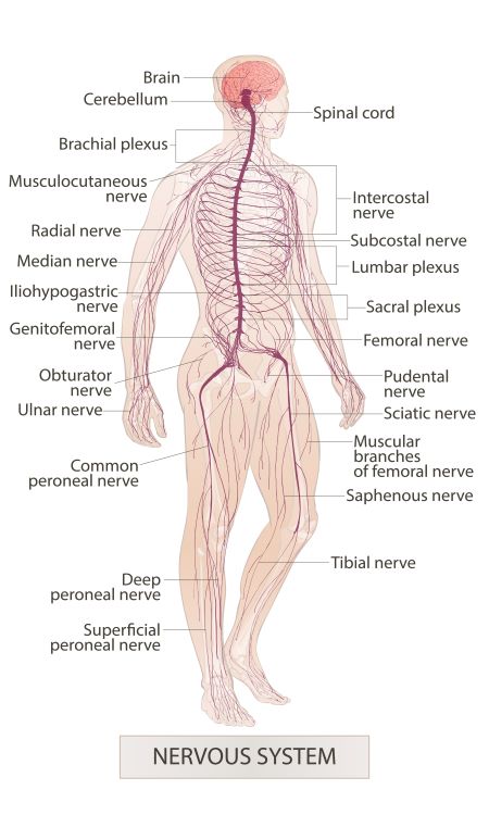nervio radial