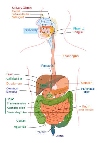 órganos abdominales