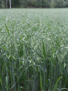 Una fotografía de un campo de hierba alta y verde.