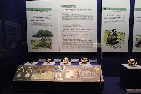 Una fotografía de una exhibición de museo con calaveras y carteles educativos al fondo.