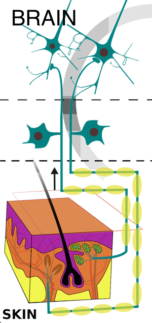 vía sensorial al cerebro