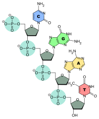 nucleótido