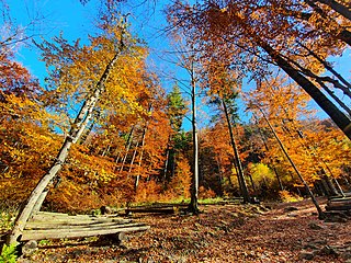 Figura 3: Bosque templado durante la temporada de otoño donde las hojas cambian de color y se secan en comparación con los bosques tropicales que permanecen verdes todo el año