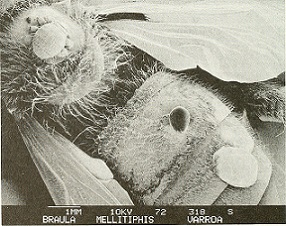Varroa Parásito