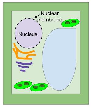 Diagrama de la membrana nuclear de la célula vegetal