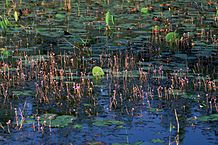 Plantas que extraen fósforo del agua