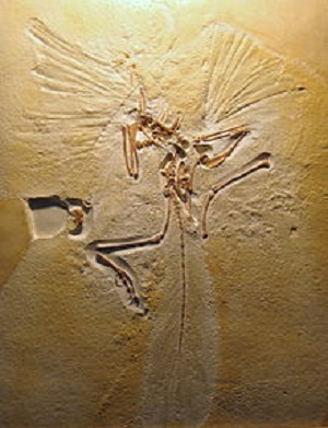 Arqueoptérix