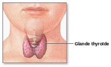 Glándula tiroides en la parte delantera del cuello.