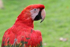 Guacamaya Roja con Pico Grande