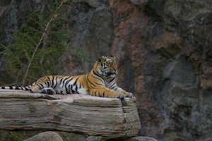 Tigre siberiano