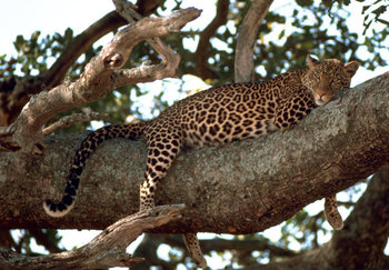 Leopardo en un árbol