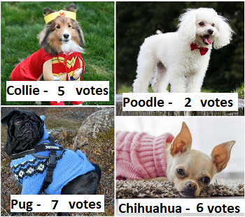 Collie Poodle Pug Chihuahua