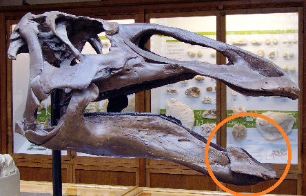 predentarybonesfordino