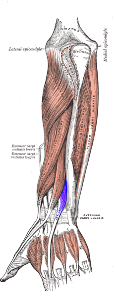 Extensor indicis en azul.
