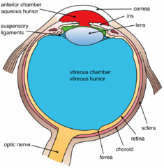 Retina