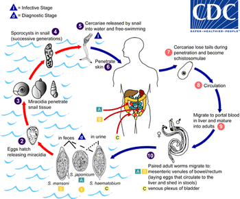 El ciclo de vida de los parásitos que causan la esquistosomiasis.