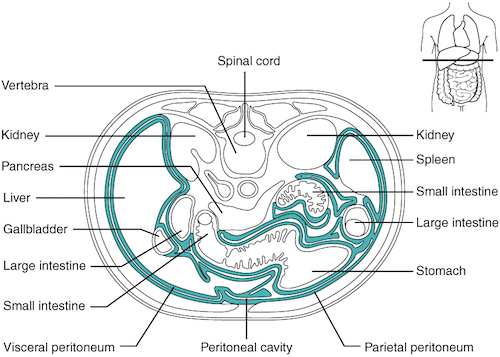 peritoneo parietal