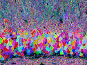 neuronas