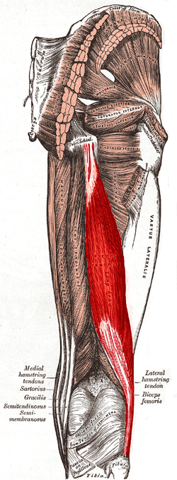 Cabeza larga del bíceps femoral.