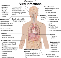 Descripción general de las infecciones virales