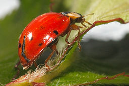 Mariquita