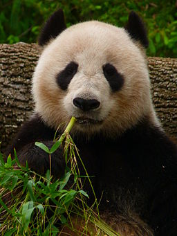 Panda gigante comiendo bambú