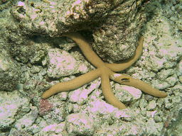 Estrella de mar