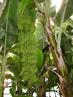 Banano