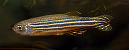 pescado