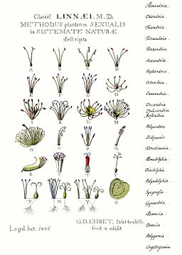 imagen de taxonomía