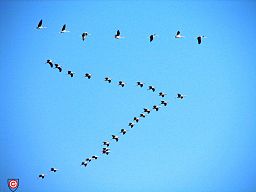 Grúas migratorias