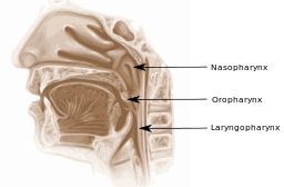 faringe, anatomía, tracto vocal