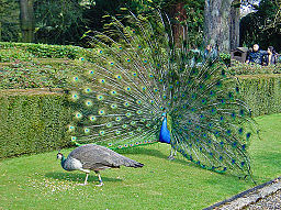 Pavo real