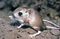 Rata canguro