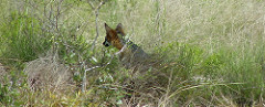Zorro gris escondido y cazando