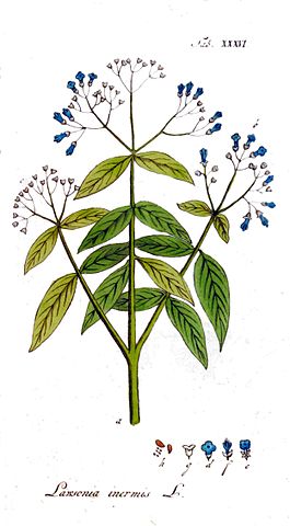 Alheña