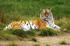 Tigre siberiano
