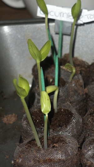 plantas germinadas
