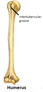 húmero