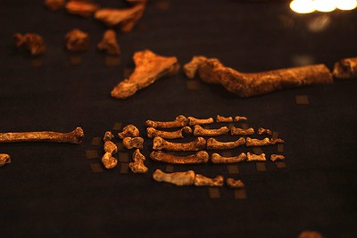 Esta imagen muestra la mano de H. naledi en exhibición.