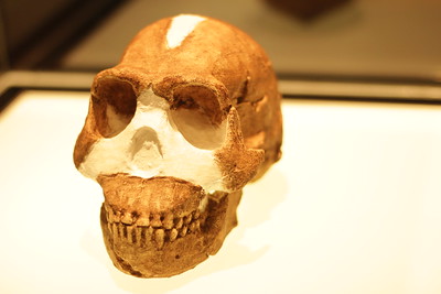 En esta imagen se muestra el cráneo de un H. naledi.