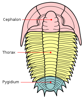 Trilobite con partes del cuerpo etiquetadas